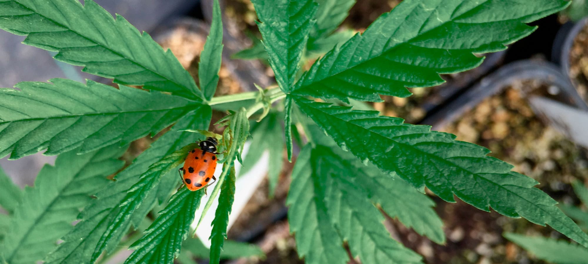 Our Hemp