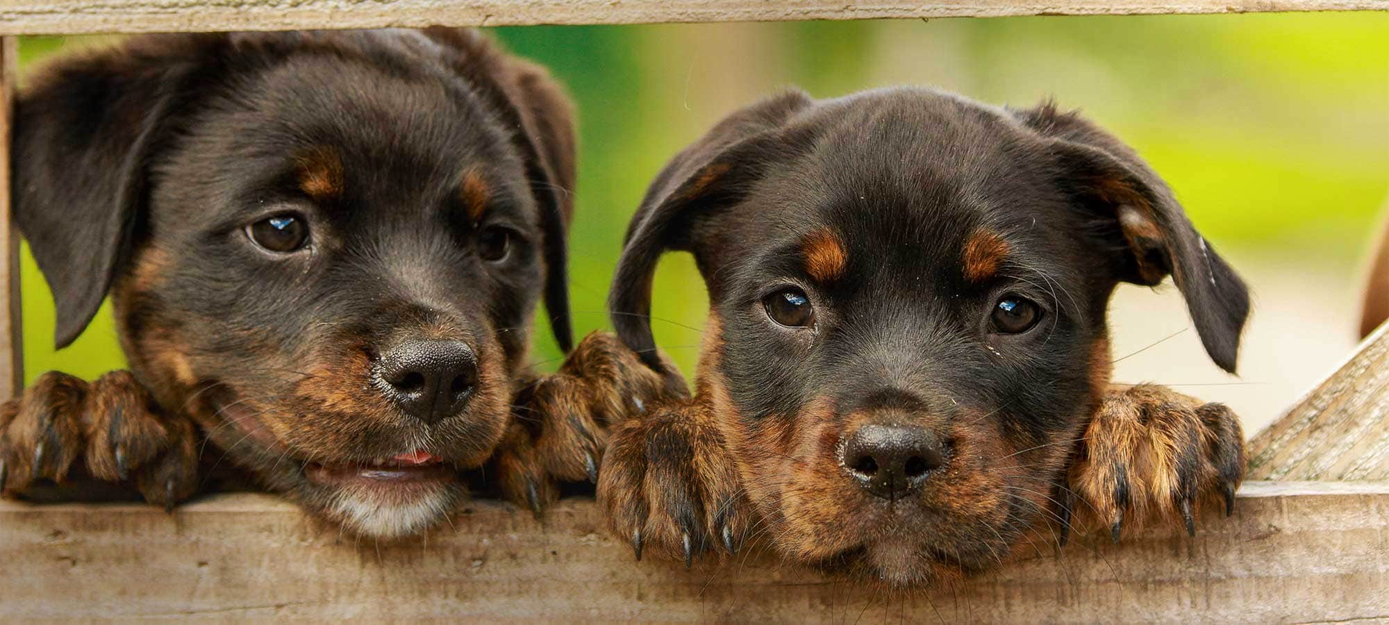 Lab Results
