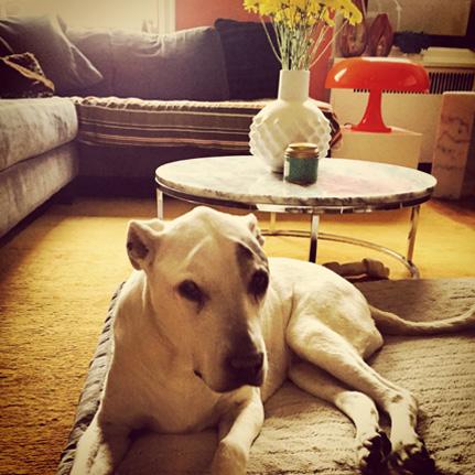 Image of Angel, a cream color Pit Bull, relaxing on her cushion