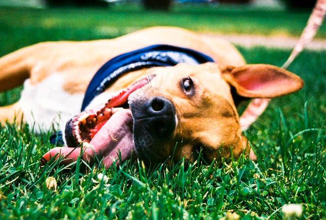 Image of Duke a brown rescue dog lying on the grass