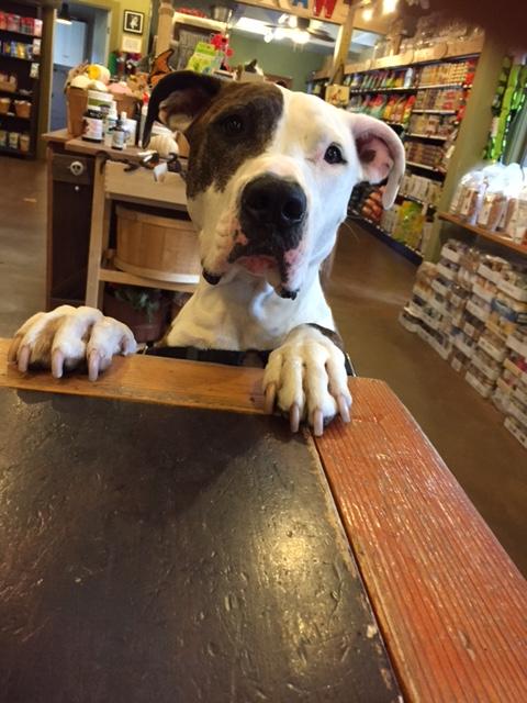 Image of Fred an adorable dog with one black ear and one white ear