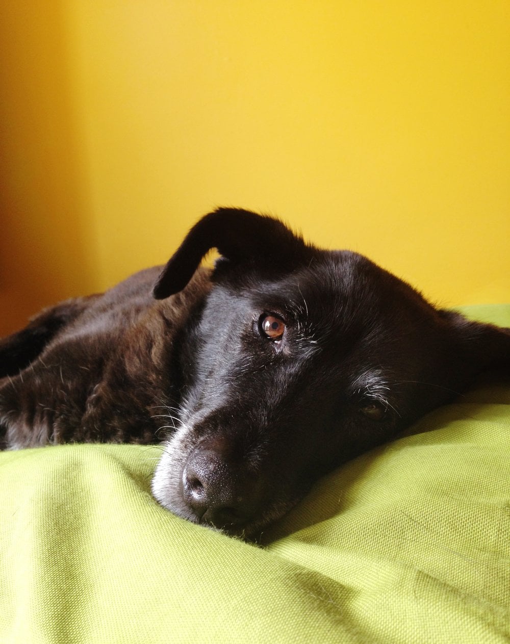 Image of Gypsy a large black dog relaxing on a green blanket