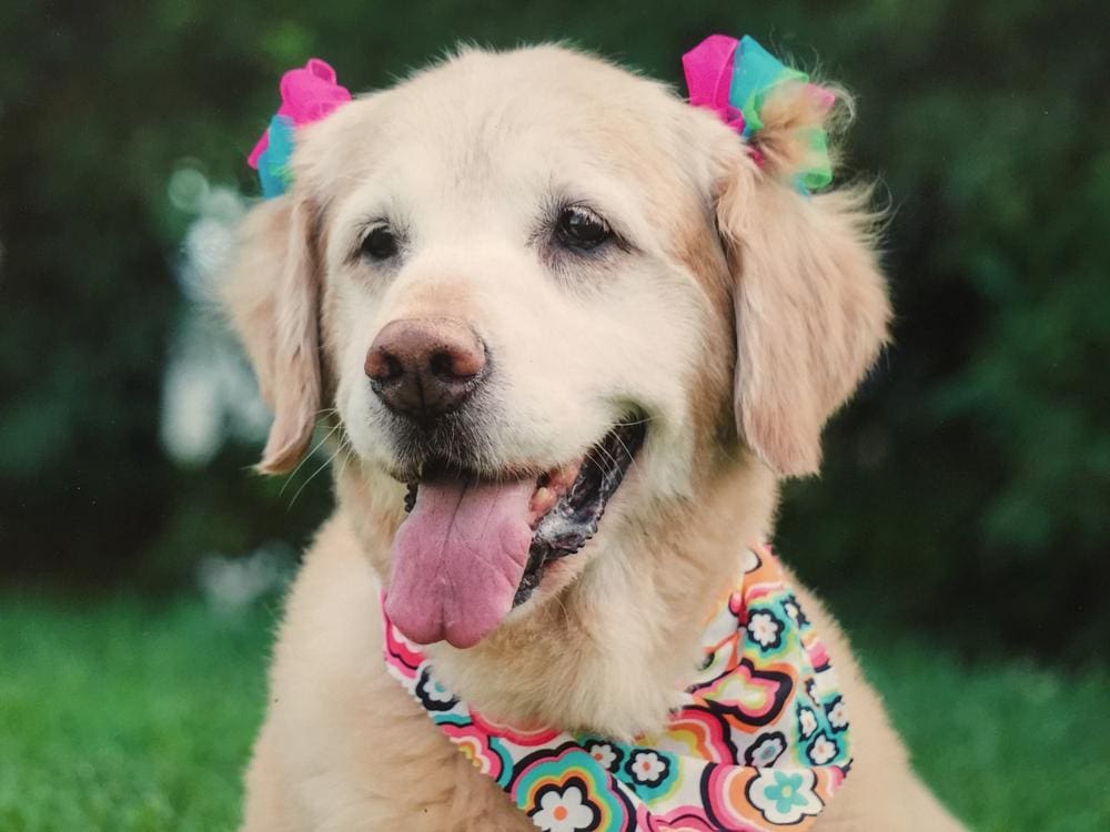 Image of Maci, a senior Golden Retriever with colorful bows on her ears and a bandana around her neck