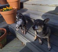 Image of Marbles and Pedro two Chihuahuas sitting on the stairs