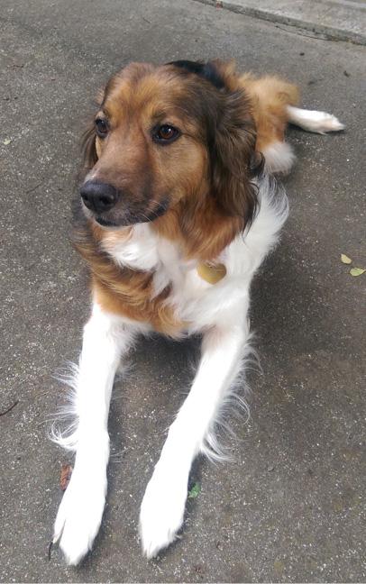 Image of Sadie, a large mixed breed dog with long white arms