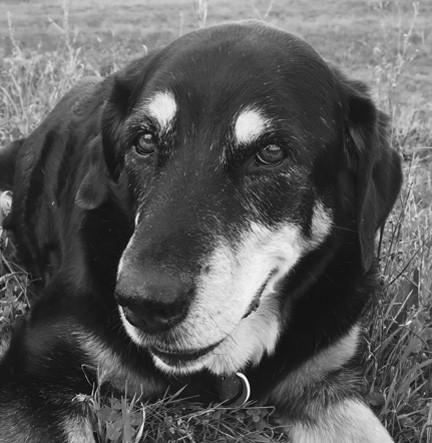 Black and white image of Sammy, a Rottweiler mix