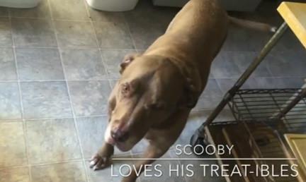 Image of Scooby, a brown Pit Bull posing for the camera