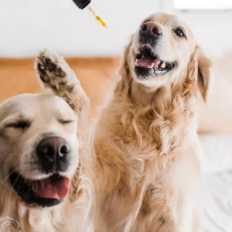 750 mg dropper with two golden retriever laughing