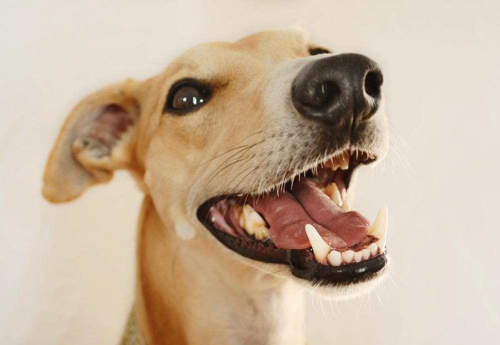 February is National Pet Dental Health Month