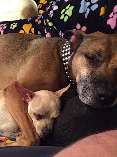 Image of Gucci the Pit Bull spooning with a little Chihuahua