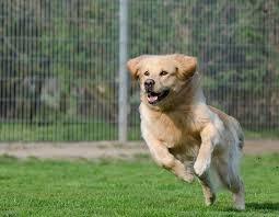 How and why hemp-based phytocannabinoids benefit pets