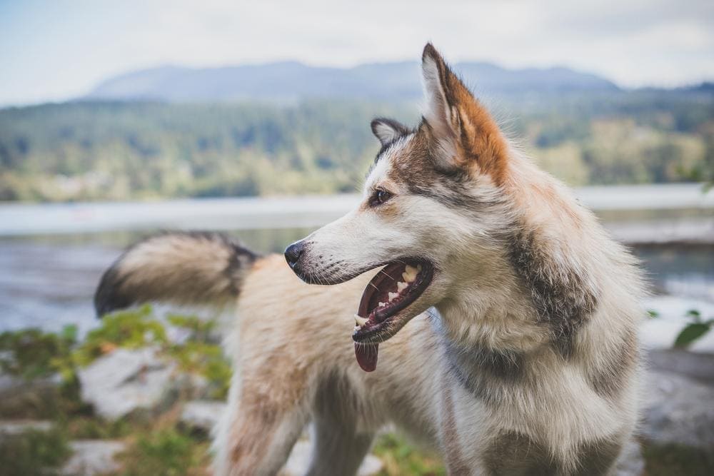 Joint Care For Large Dogs