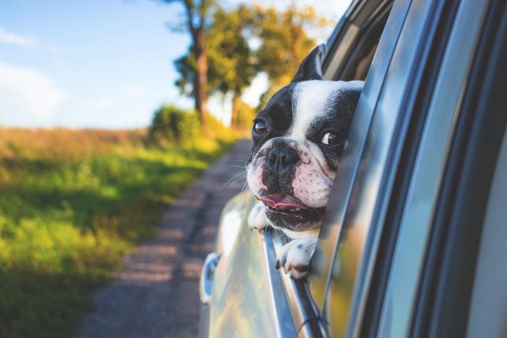 6 Tips For Stress-Free Travel With Pets
