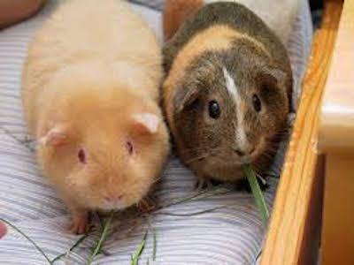 Phytocannabinoids for pocket pets