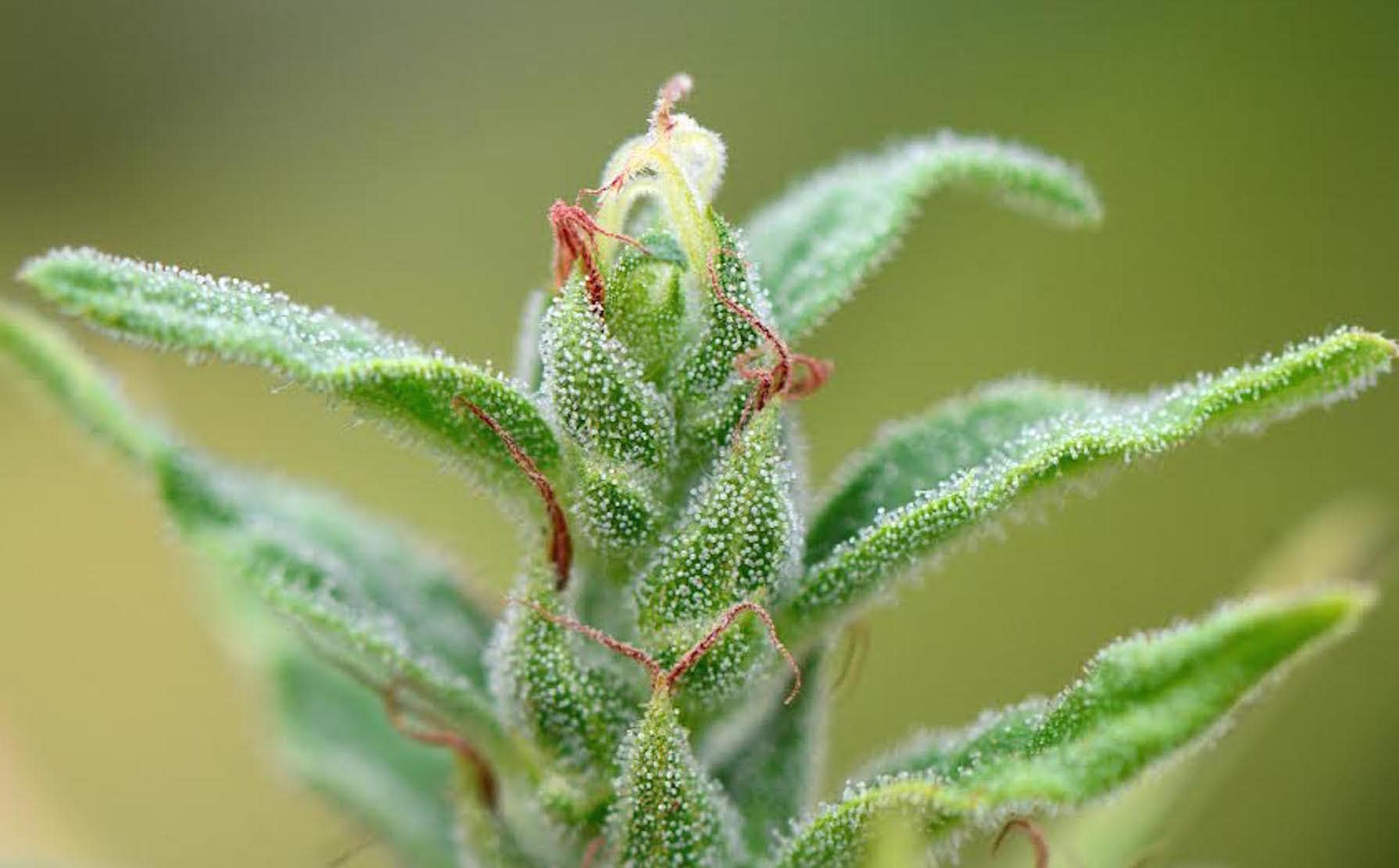 Treatibles now cultivating and growing all hemp extracted for the company’s pet line of products