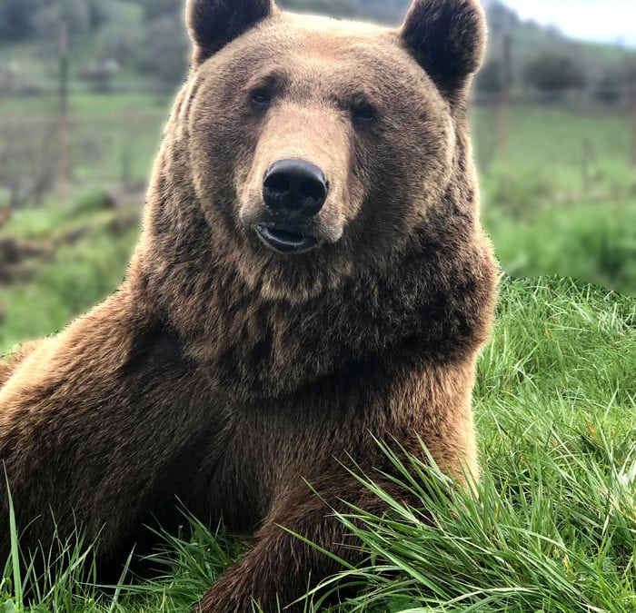 Wildlife Safari’s Oso the Bear