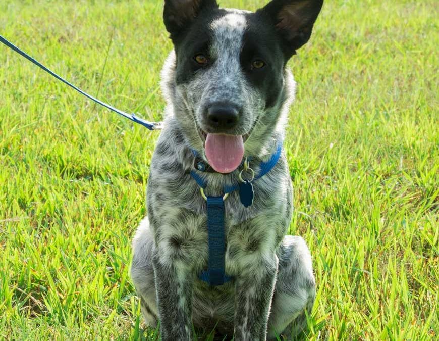 January Is Walk Your Pet Month