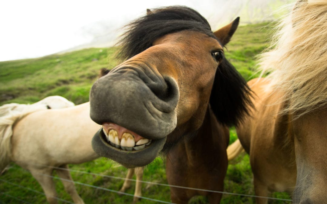 Hay is for Horses – and so is Full Spectrum Hemp Oil by Treatibles