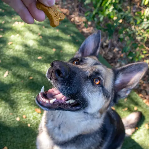 German Shepherd with mouth open anticipating receiving a Treatibles Calm (turkey flavor) Hard Chew