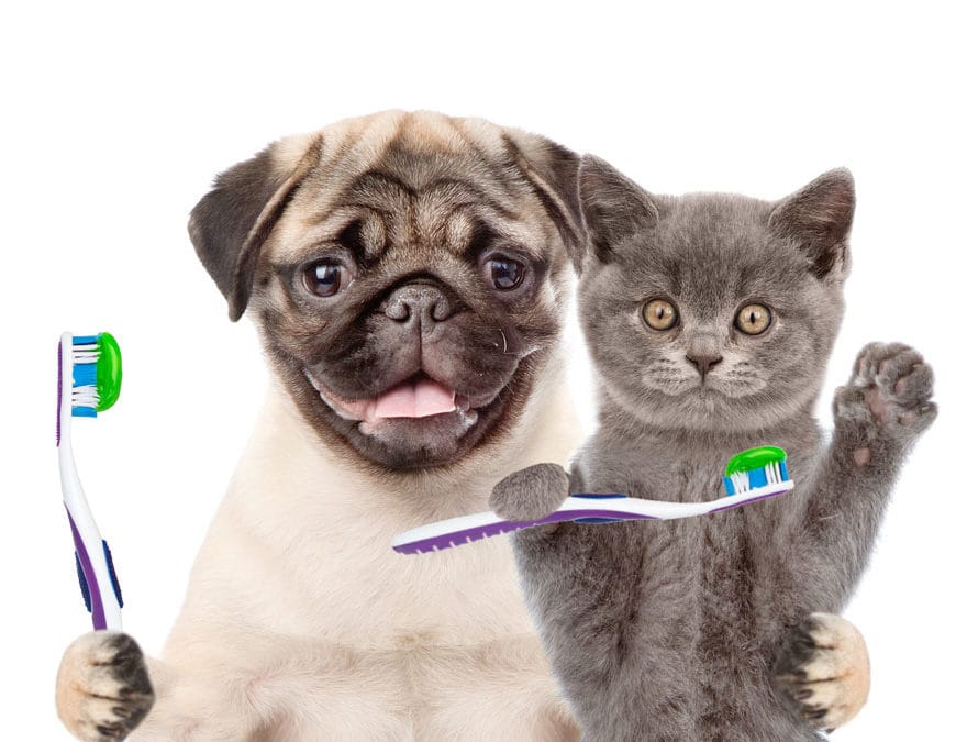 How Full Spectrum Hemp Oil Can Benefit Pets with Dental Issues
