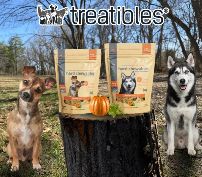 Pumpkin flavored Hard chewable lifestyle product image.