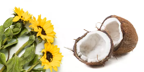 Sunflower And Coconut