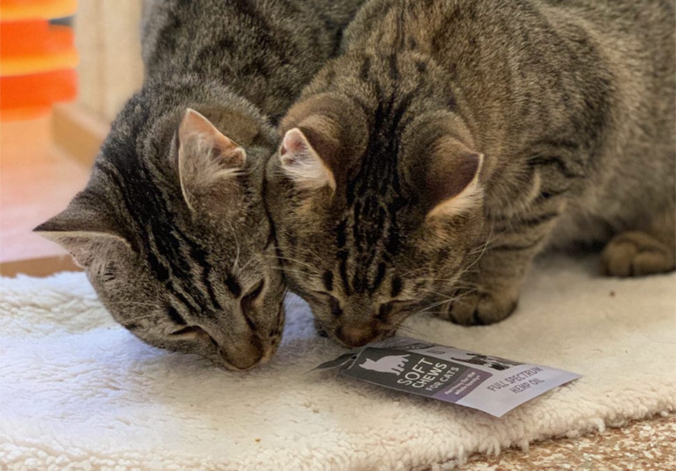 Pets Lifeline