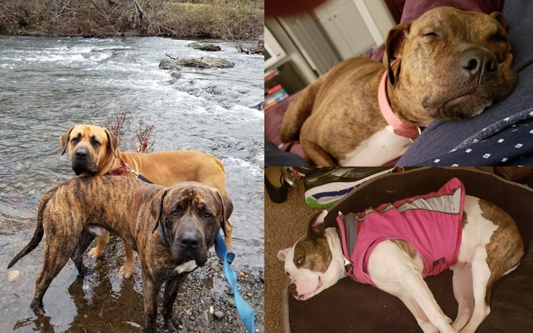 Paradise Fire Adopt a Family with Fur Kids