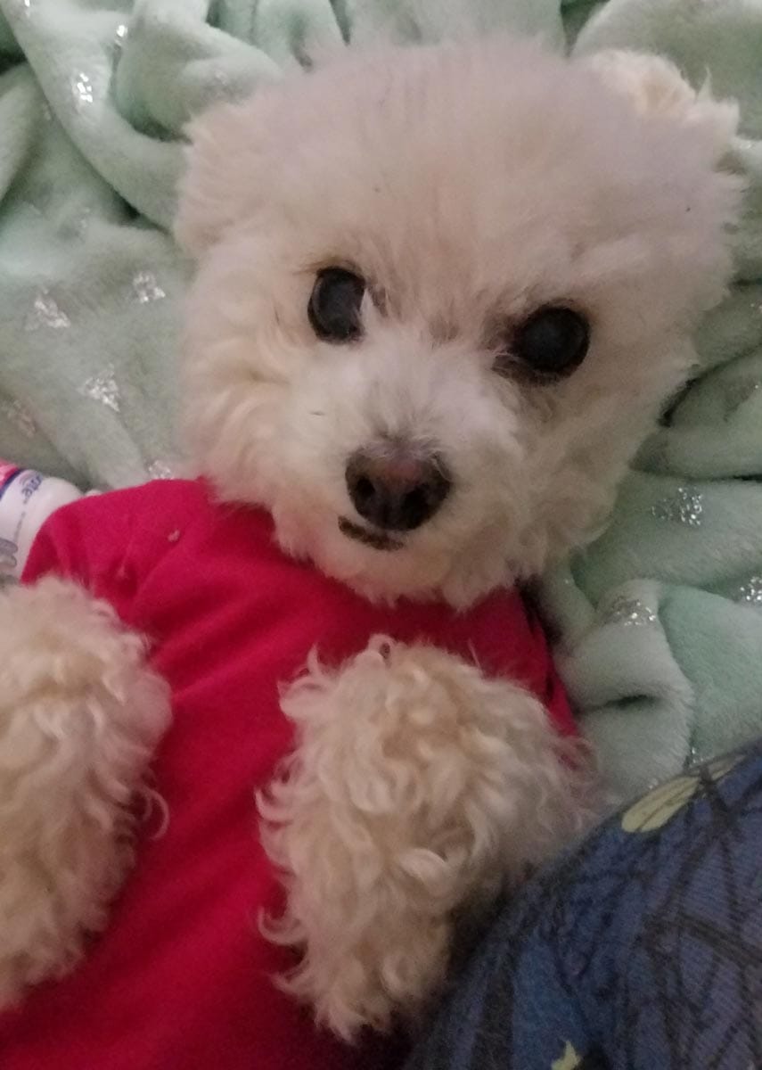 Image of Lady, a fluffy white dog wearing a red sweater