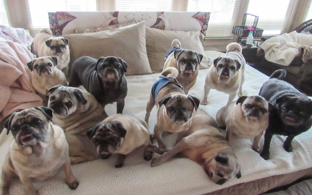 Senior Pugs are Walking Again