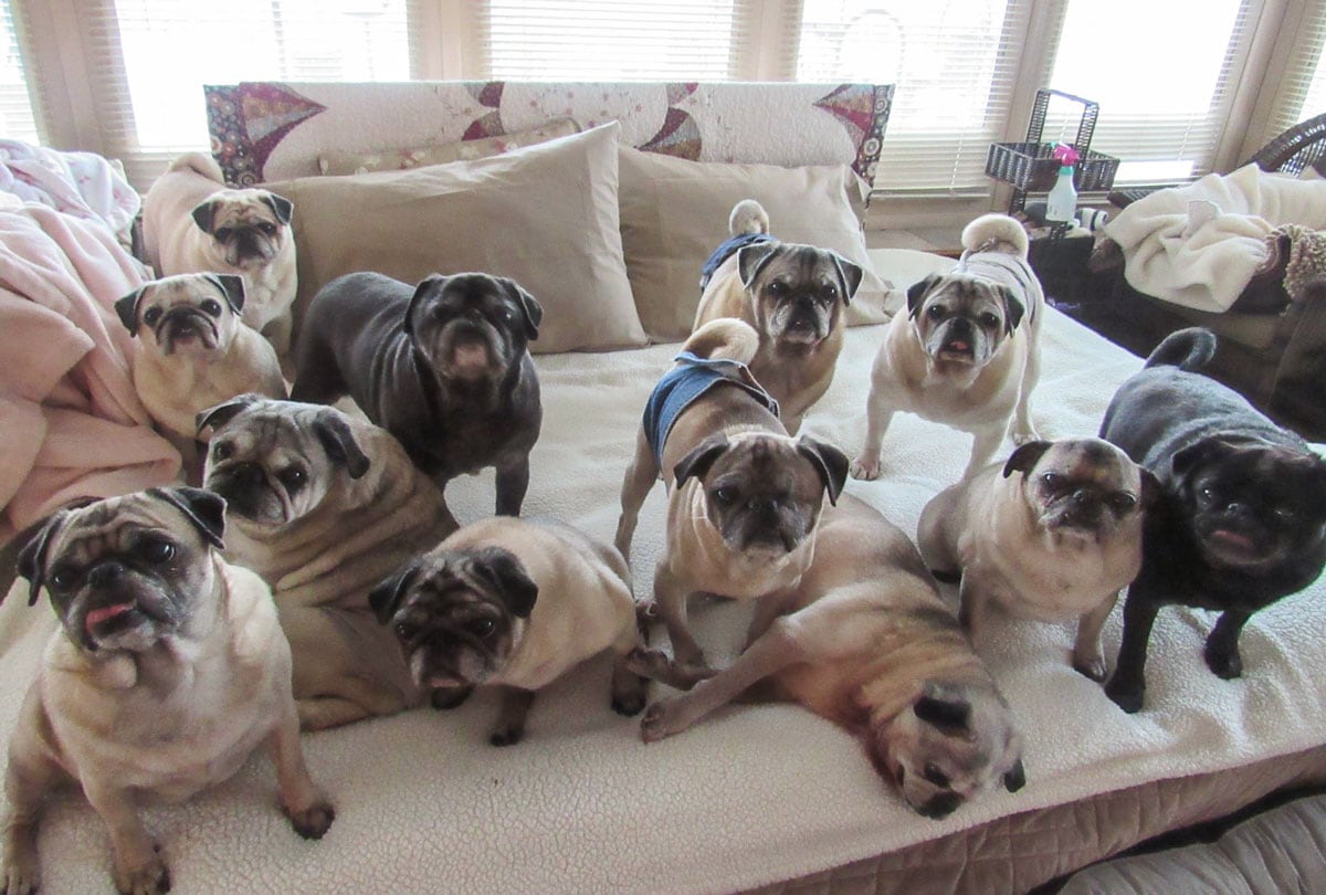 Image of a whole bunch of Pugs