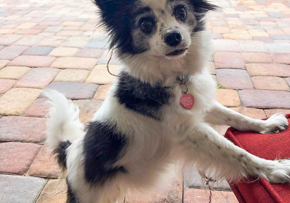 Papillion with Anxiety Can Get Her Teeth Cleaned