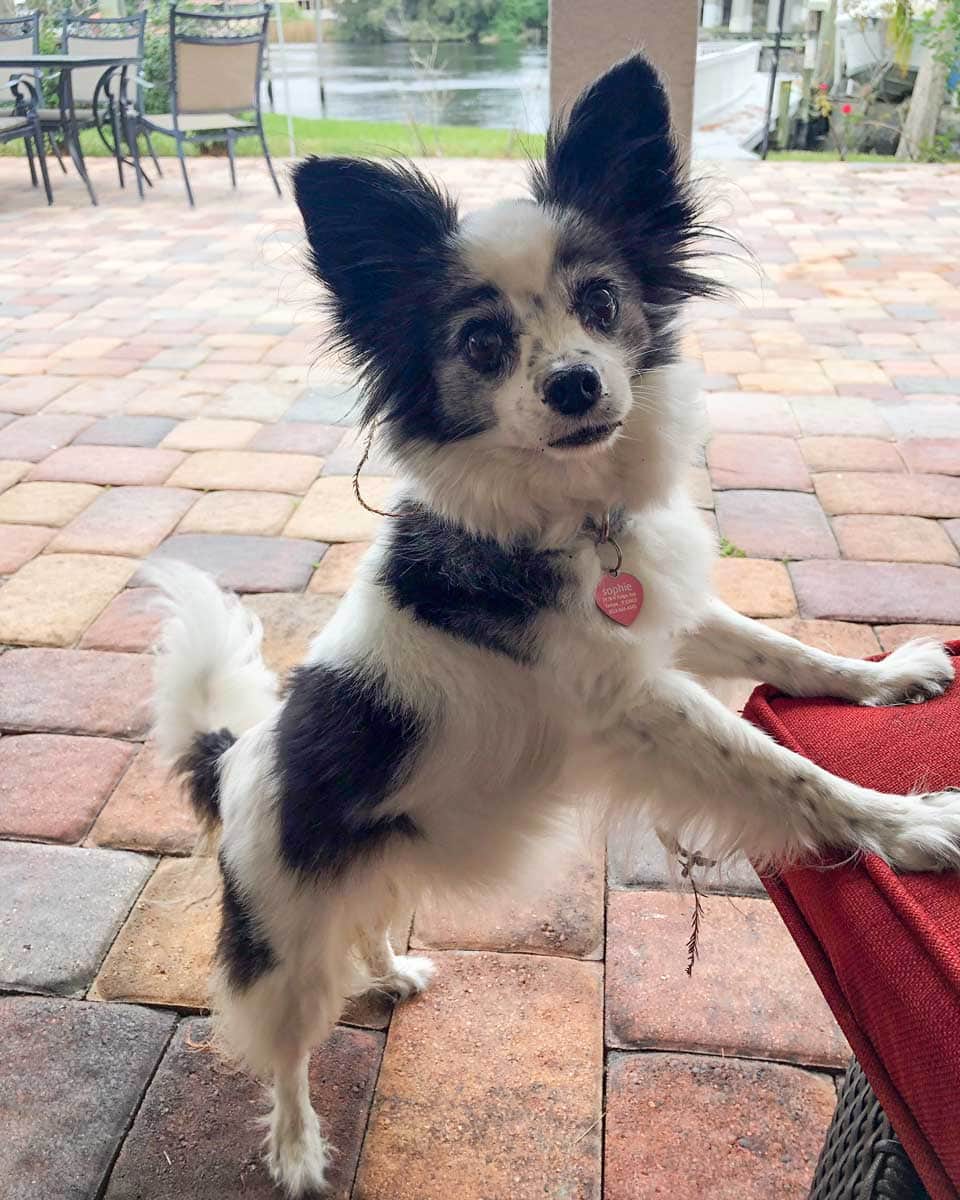 Image of Sophie, a black and white Papillon posing