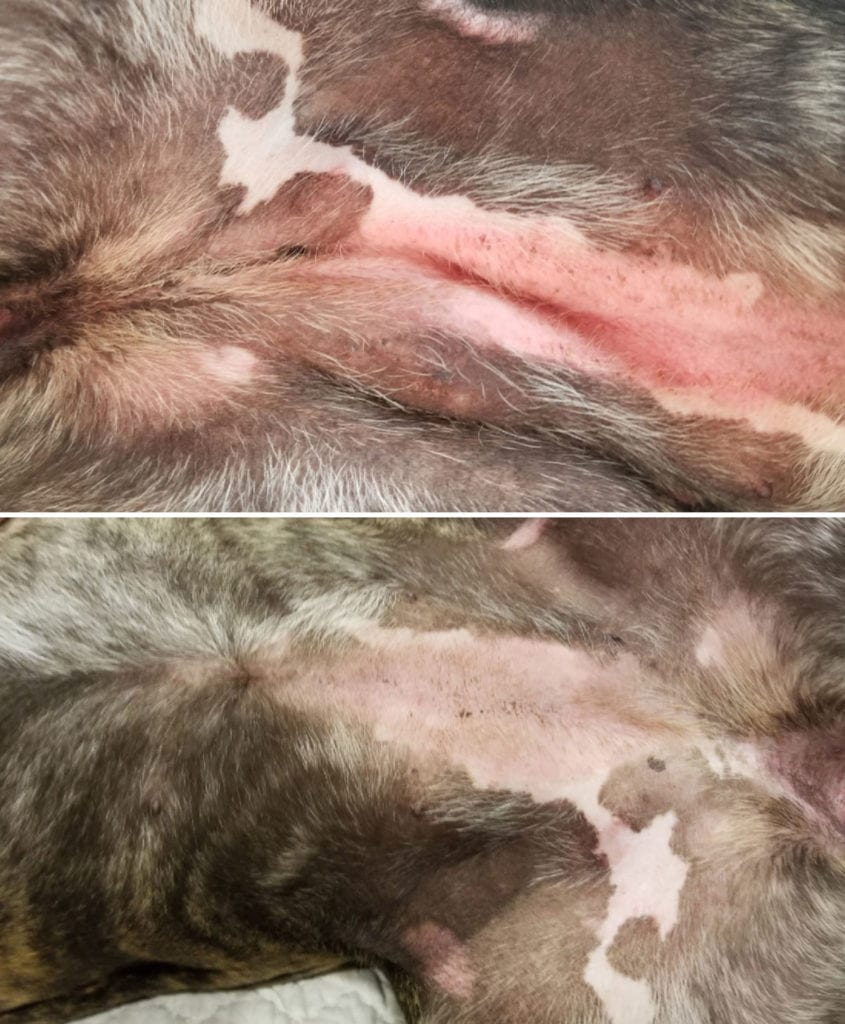 Before and after images of dog's belly showing how Treatibles Topical Cream helped.