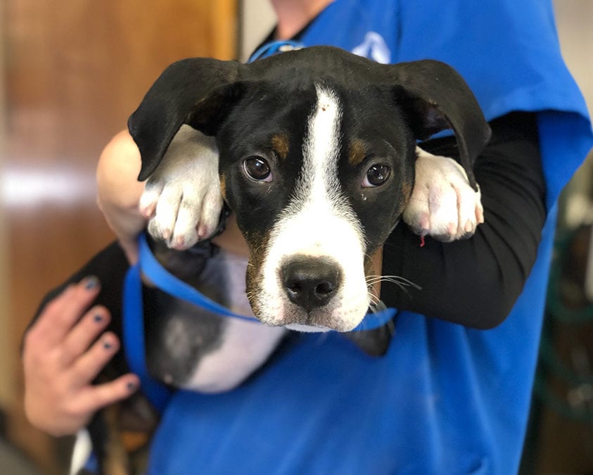 Berkeley Humane