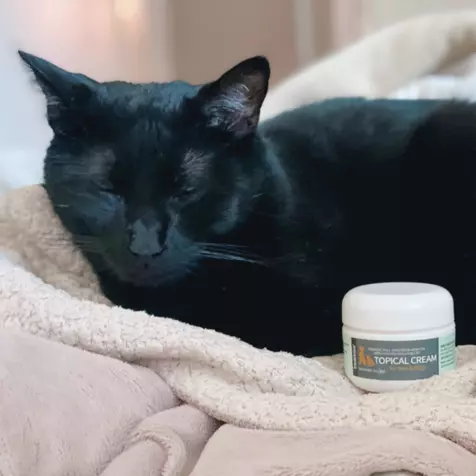 Image of black cat posing with a 1 oz container of Treatibles Topical Cream