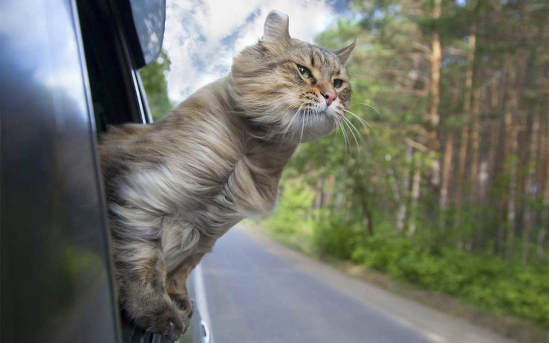 Broad Spectrum Hemp Oil for Traveling Pets