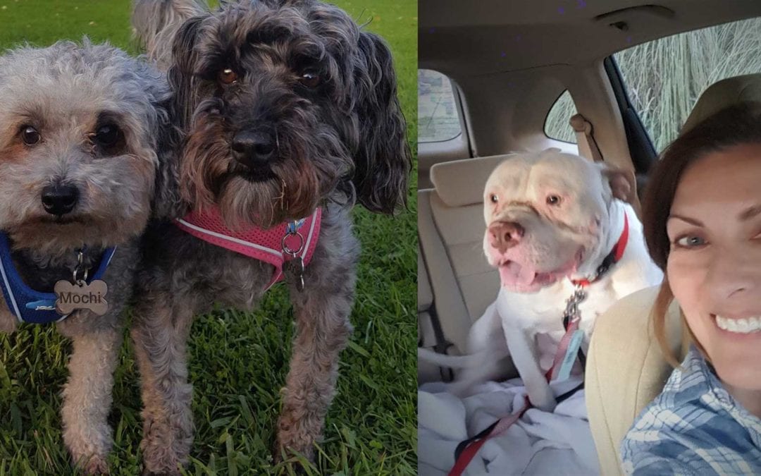 Treatibles Helps Calm Transitioning Shelter Dogs