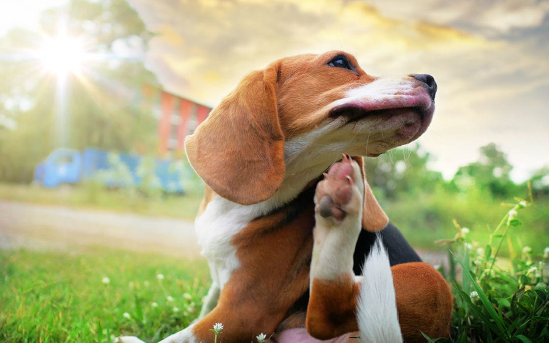A Natural Approach to Flea Control for Your Pet