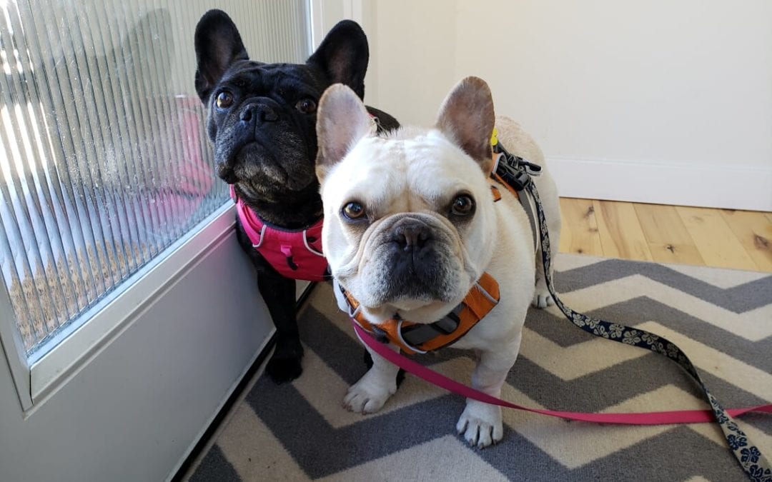 French Bulldog Rescue Network