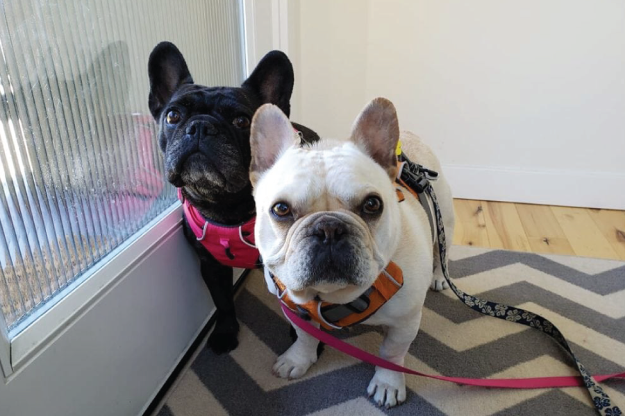 French Bulldogs Dillard and Zoe pose for the camera