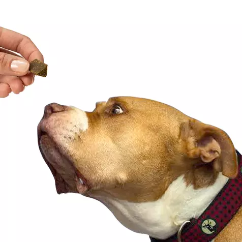 Image of Pit Bull Tater Tot ready to eat one of the Treatibles Soft Chewables