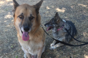 Ophelia and Charlie are two cute dogs ready to go for a walk