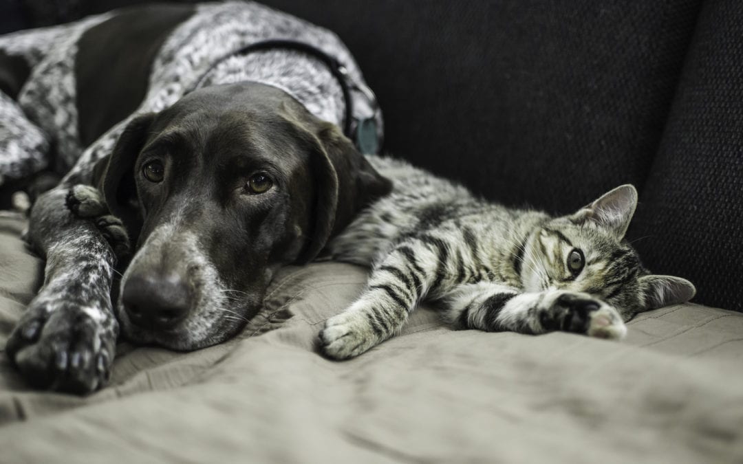 Seizures in Dogs and Cats