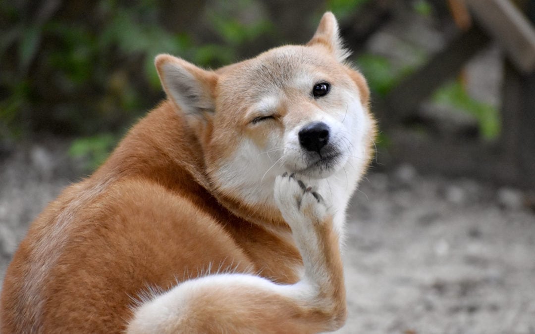 Why Is My Pet Itchy?