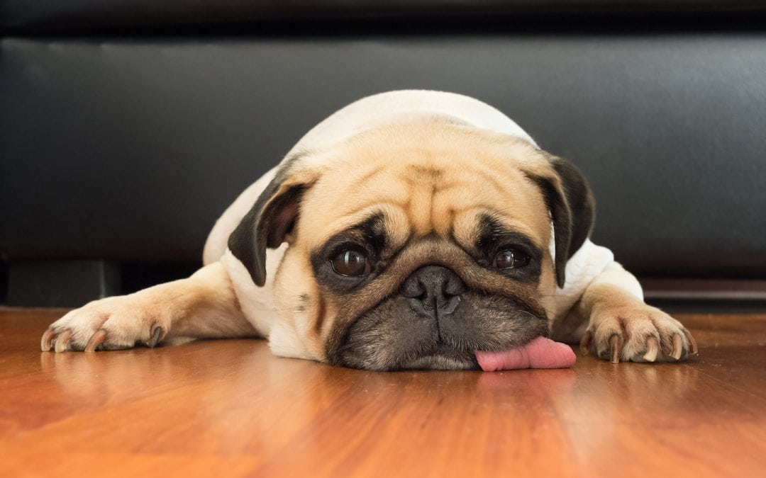 Pancreatitis in Dogs and Cats