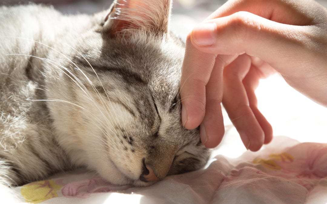 Why Do Cats Purr?