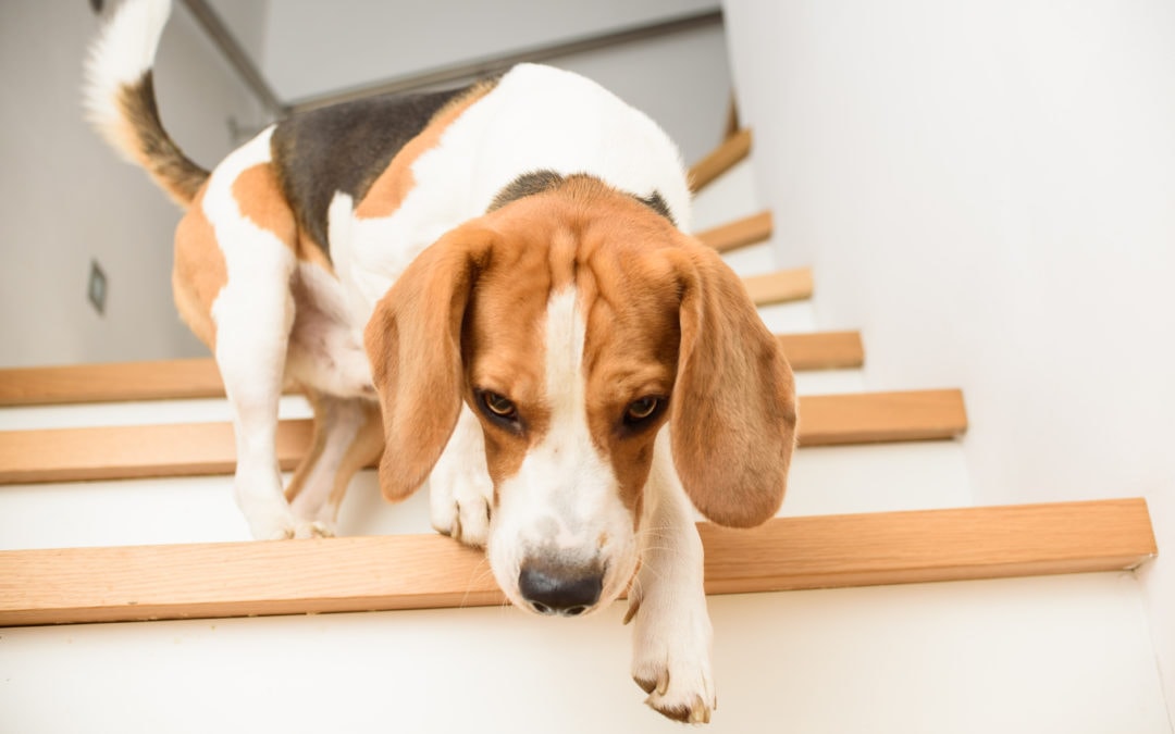 Does My Pet Have Arthritis?