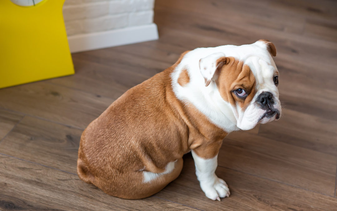 Why Is My Dog Eating Poop?
