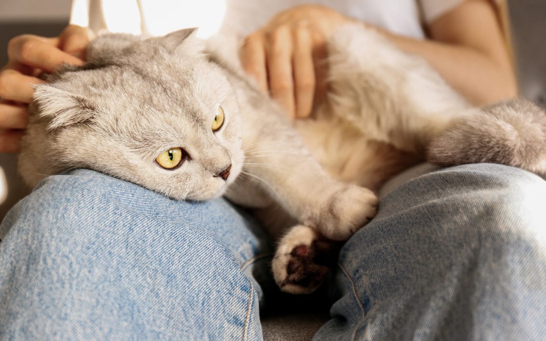 Can Pets Have Dementia?